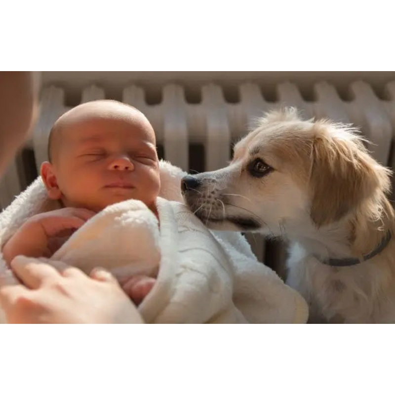 Puppy Love Class: Introducing Your Dog To Your New Baby